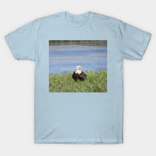 Bald Eagle, Wildlife Gifts, Wild Birds T-Shirt